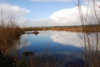 [A view from the hide at Greylake reserve, Somerset Levels]