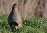 [greypartridge4]