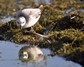 [greyphalarope10]