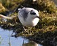[greyphalarope11]