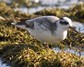 [greyphalarope12]