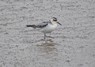 [greyphalarope3]