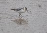 [greyphalarope4]