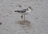 [greyphalarope6]
