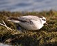 [greyphalarope7]