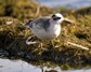 [greyphalarope8]