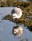 [greyphalarope9]