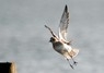 [greyplover1]