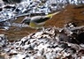 [greywagtail2]