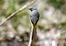 [greywagtail4]