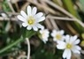 [gstitchwort1]