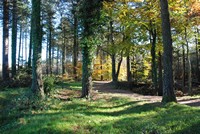[Path at Little Haldon]