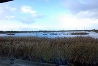 [A view from a hide at Shapwick Heath reserve, Somerset Levels]