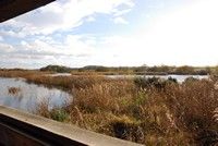 [A view from a hide at Shapwick Heath reserve, Somerset Levels]