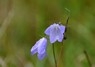 [harebell1]