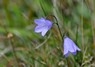 [harebell2]