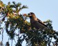 [hawfinch3]