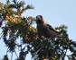 [hawfinch4]