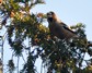 [hawfinch5]