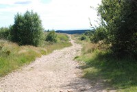 [One of the tracks]