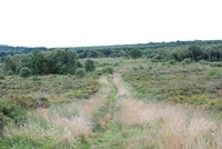 [overlooking the heathland]
