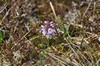 [heathspottedorchid1]