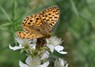 [highbrownfritillary1]