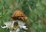 [highbrownfritillary2]