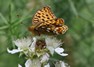 [highbrownfritillary3]