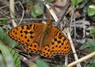 [highbrownfritillary5]