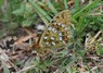 [highbrownfritillary6]