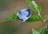 [hollyblue6]