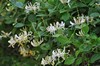 [honeysuckle2]