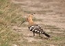 [hoopoe2]