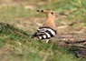 [hoopoe3]