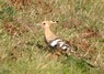 [hoopoe4]