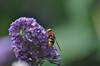 [hornetmimichoverfly1]