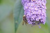 [hornetmimichoverfly3]