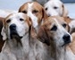 [horsesanddogs4]