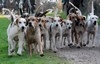 [horsesanddogs8]