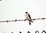 [housemartin3]