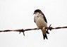 [housemartin4]