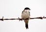 [housemartin5]