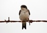 [housemartin6]