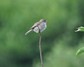 [housesparrow7]