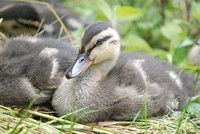 [duck in park]