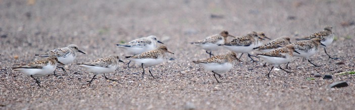 [sanderling on beach]