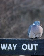 [woodpigeon]