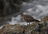 [hudsonianwhimbrel3]