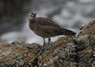 [hudsonianwhimbrel4]